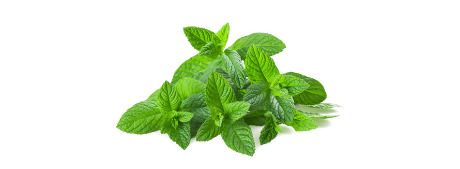 Risultati immagini per menta